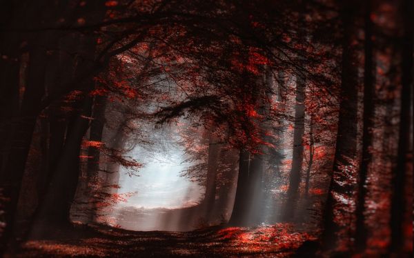forest,sunlight,trees,landscape,fall,leaves