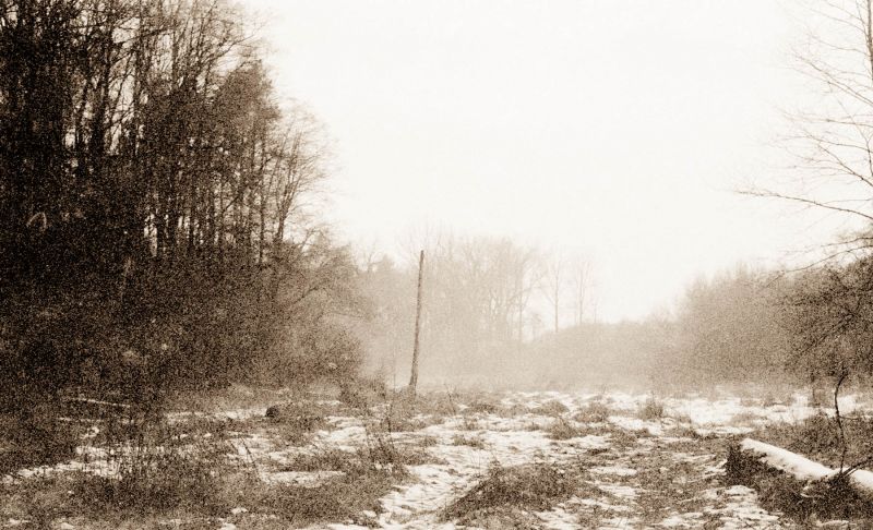 strom, Černý a bílý, nebe, zima, sníh, dřevina