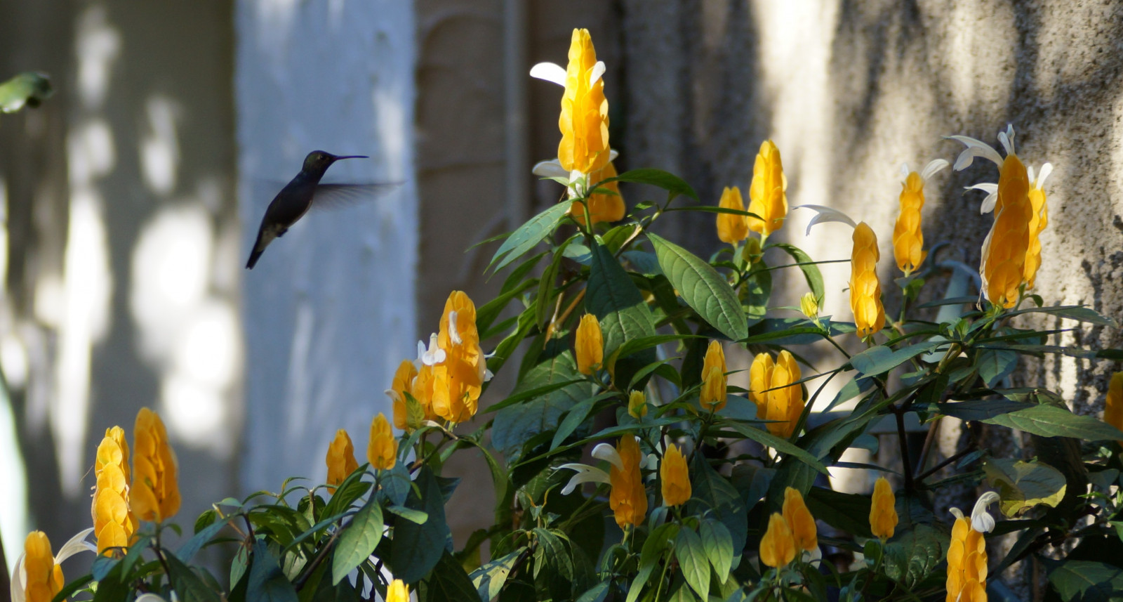 Brazílie, minasgerais, Brasil, Sony, MG, Belo Horizonte, alfa, bh, Machado, Alexsandra, sonyalpha, sonyalphadslr, Sal55200, Slta 37, alexsandramachado
