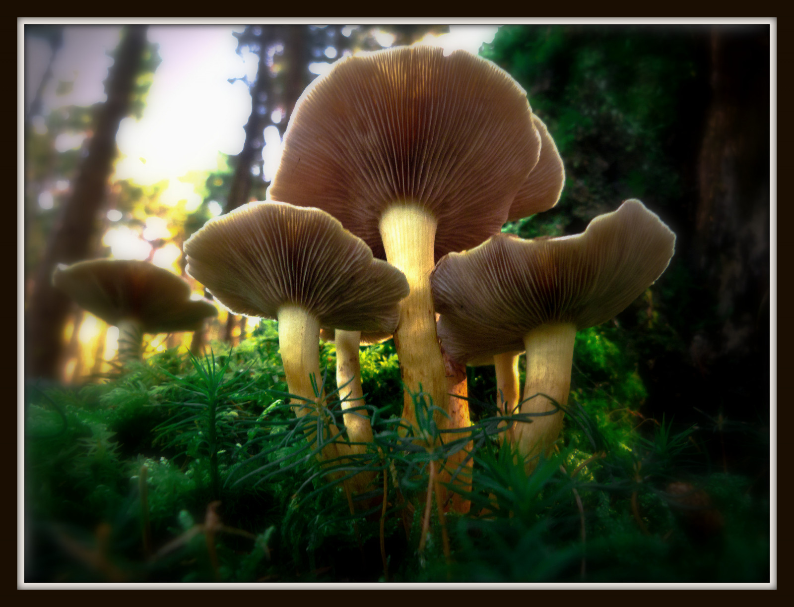 Wallpaper hutan, jatuh, alam, rumput, makro, sihir, SENI, musim gugur