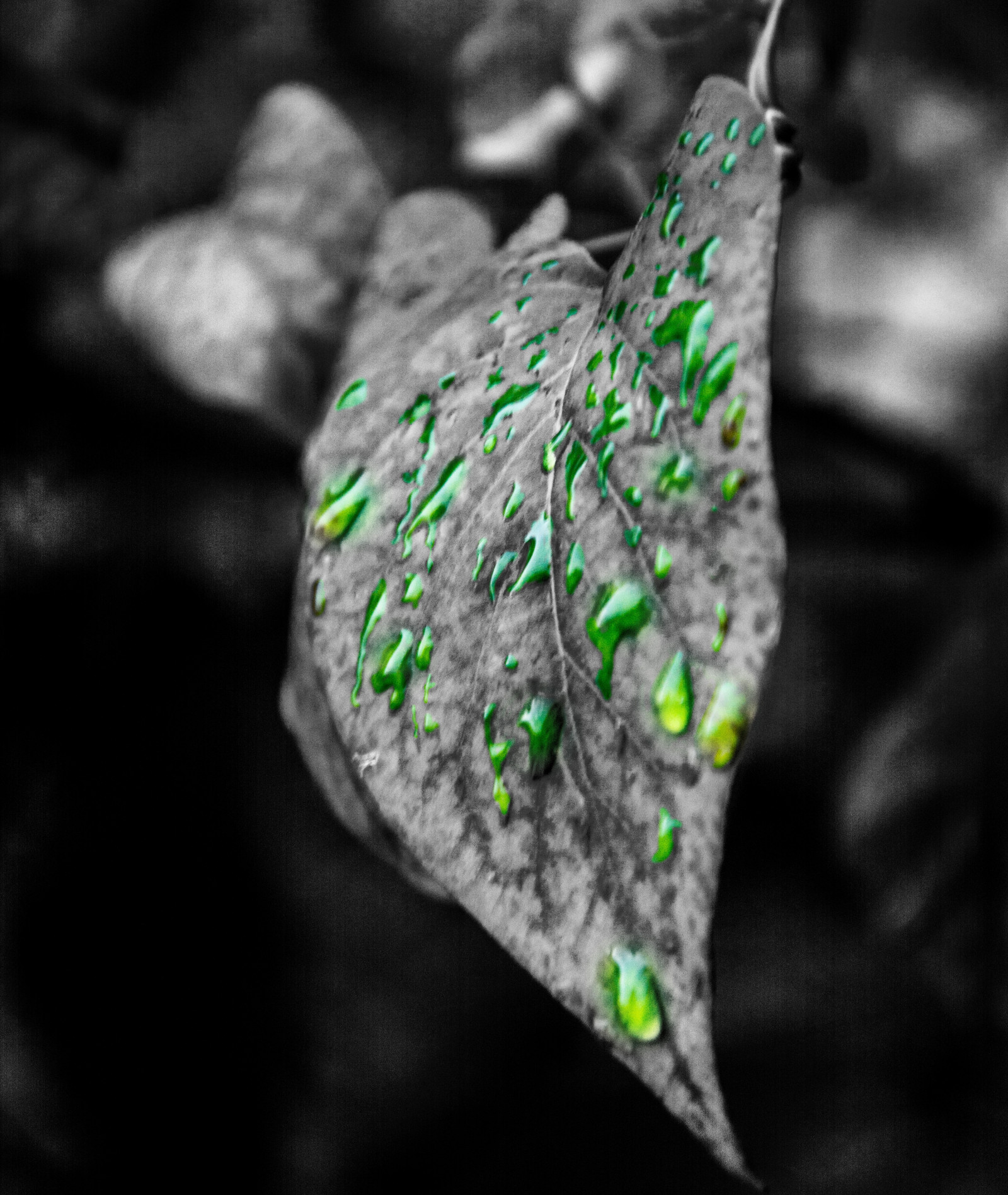 デスクトップ壁紙 風景 黒 雨 緑 葉 花 ジュエリー モノクロ写真 ファッションアクセサリー 器官 閉じる マクロ撮影 宝石 4000x4744 Kejsirajbek 584 デスクトップ壁紙 Wallhere