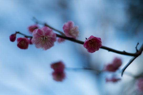 Japan,food,branch,fruit,cherry blossom,red