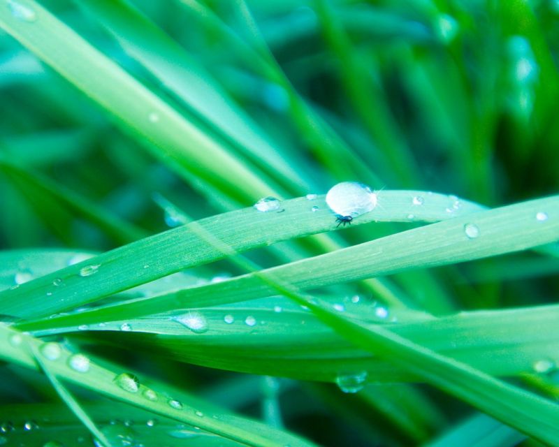 agua, Plantas, fotografía, macro, césped, gotas de agua agua, Plantas, fotografía, macro, césped, gotas de agua