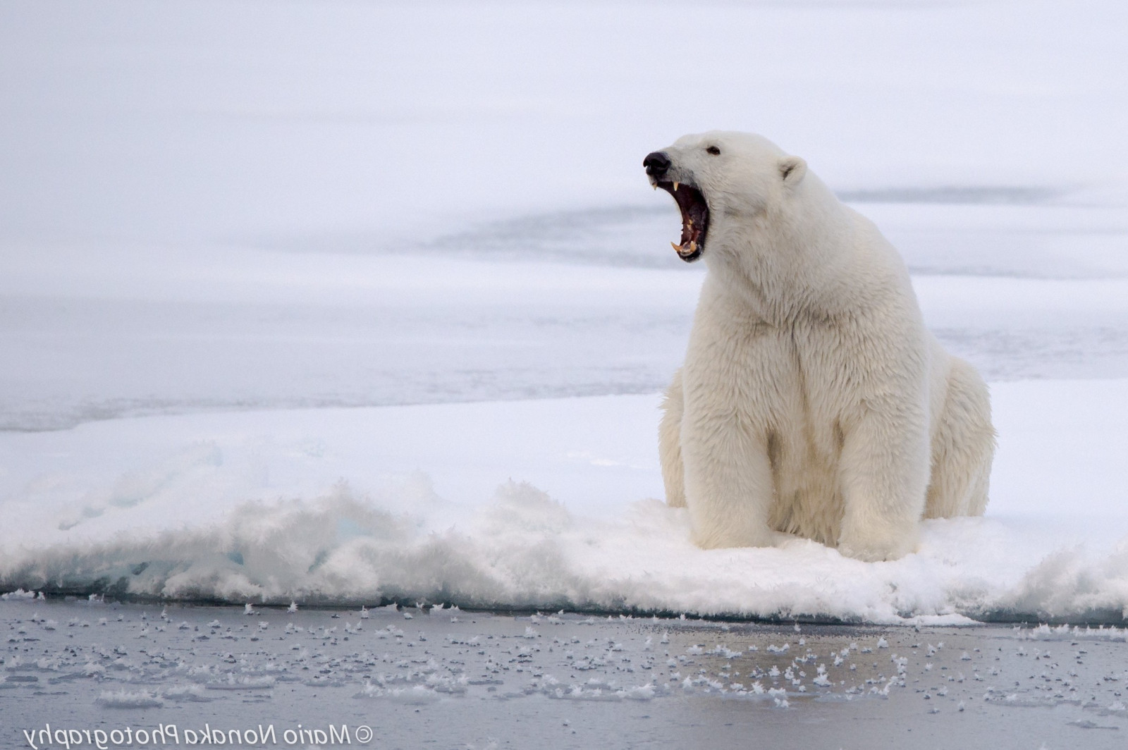 Wallpaper animals, snow, photography, polar bears, Arctic, tundra