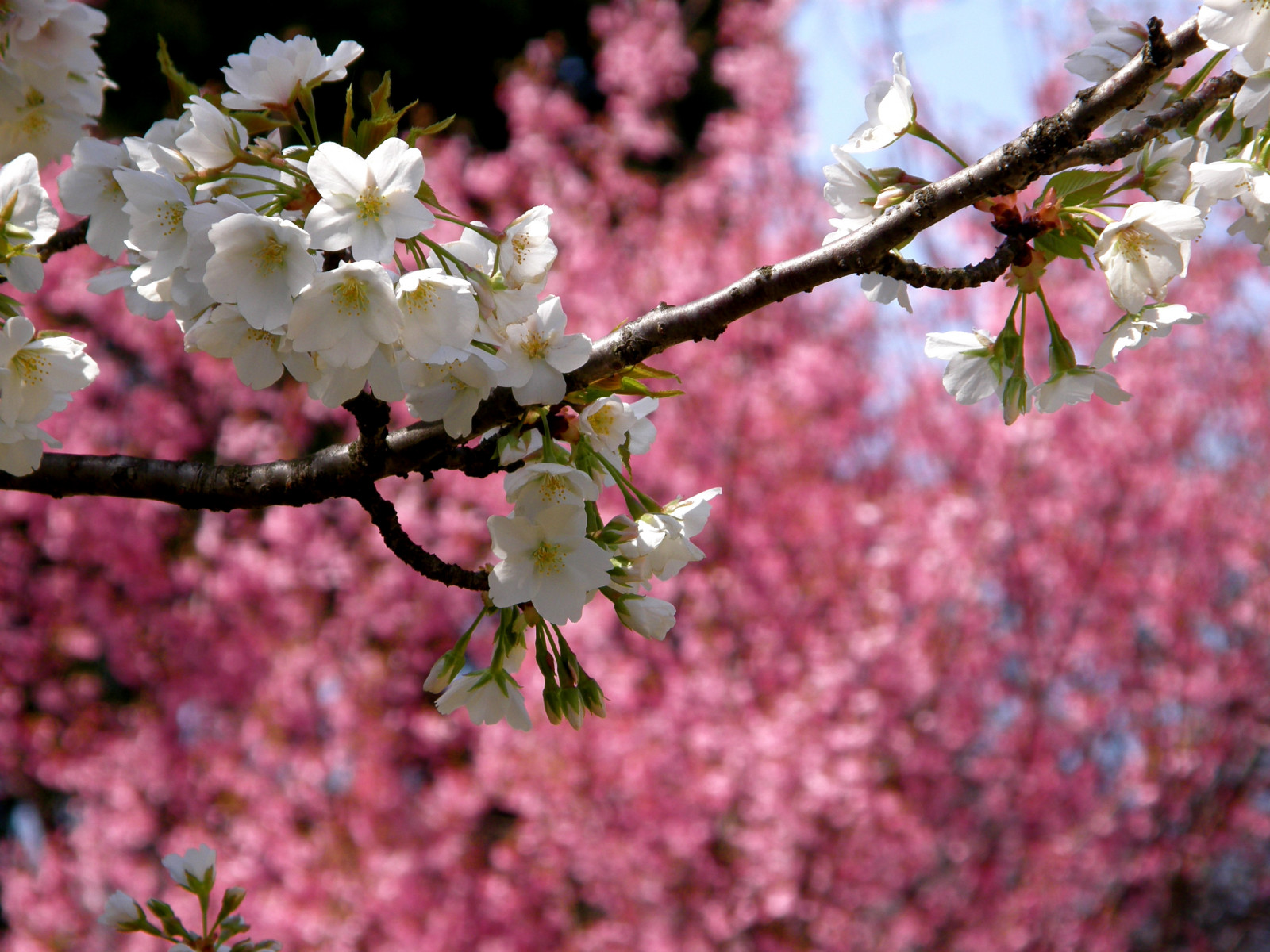 květ, růžový, jaro, květ, větev, rostlina, flóra, Třešňový květ, větvička, strom, prunus, závod stonek, okvětní lístek