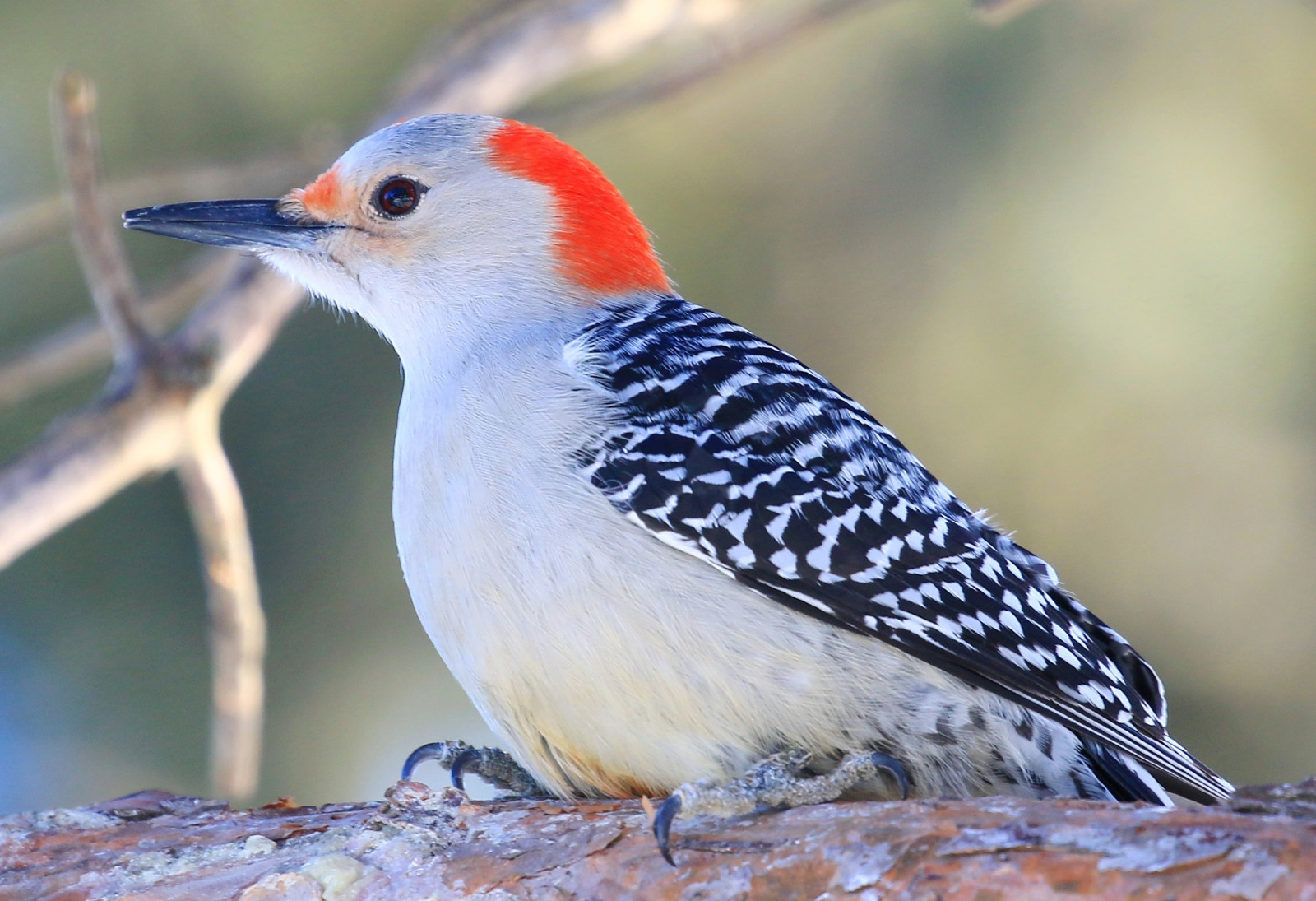 sø, natur, parkere, dyreliv, næb, Iowa, region, fugl, finke, kvinde, spætte, vinge, larry, fauna, meyer, siddepinde fugl, hvirveldyr, tæt på, cinclidae, fluesnappere, Emberizidae, reis, piciformes, Winneshiek, redbellied