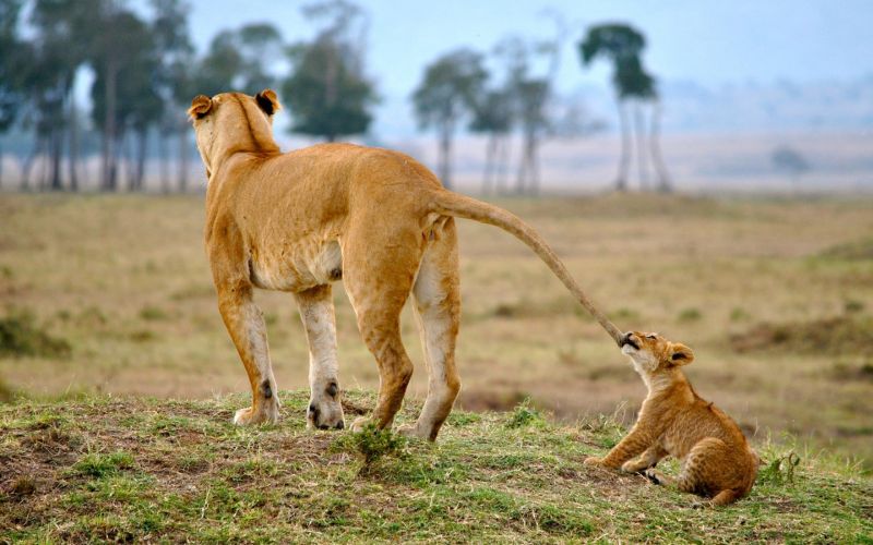 2560x1600 px,carnivore,cat,cats,baby,cub