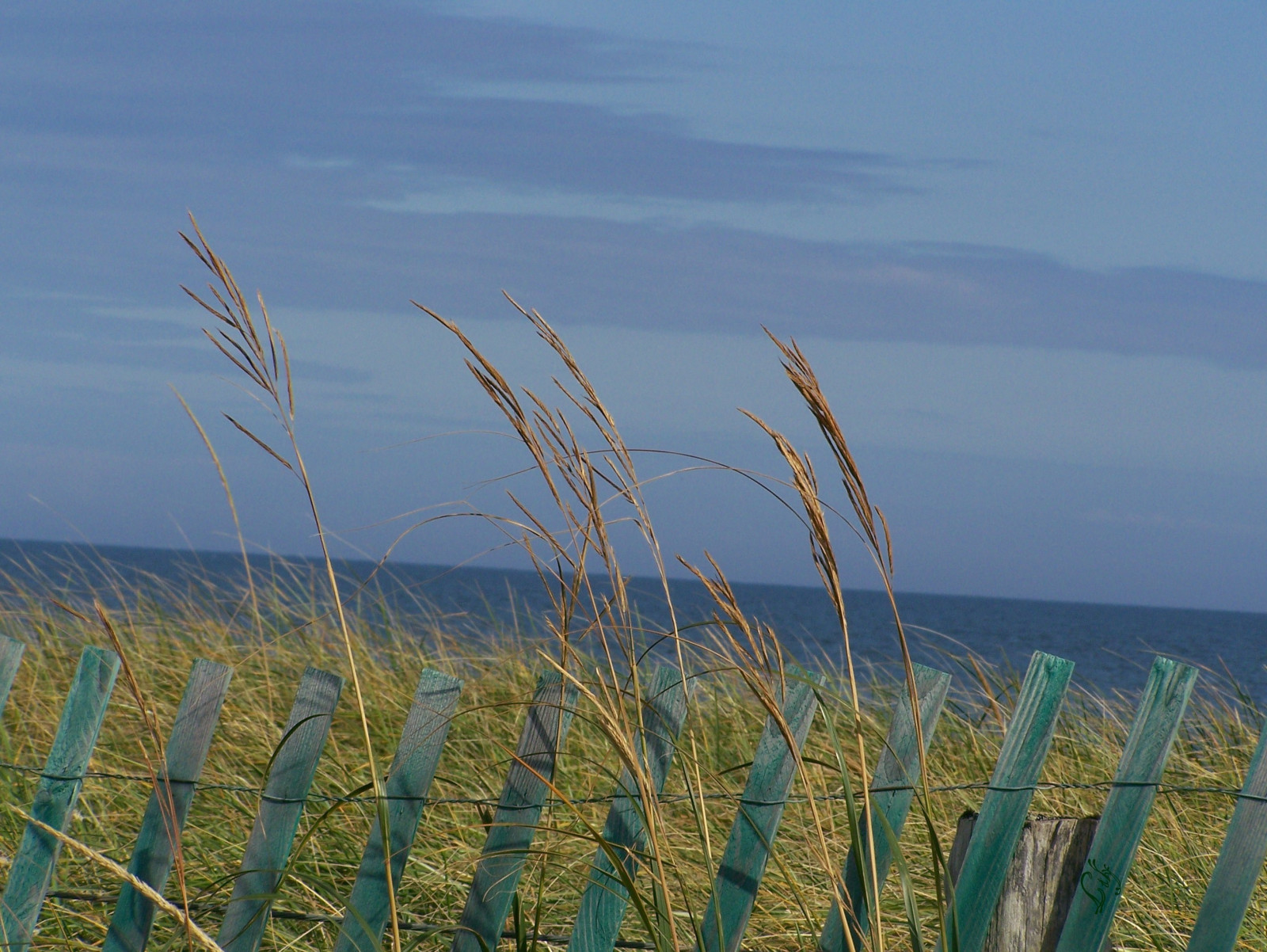 modrý, nebe, Kanada, zelená, pláž, plot, obilí, vert, bleu, ciel, úsměv, plage, cloture, Lilyc, homersiliad, Tracadiesheilanb