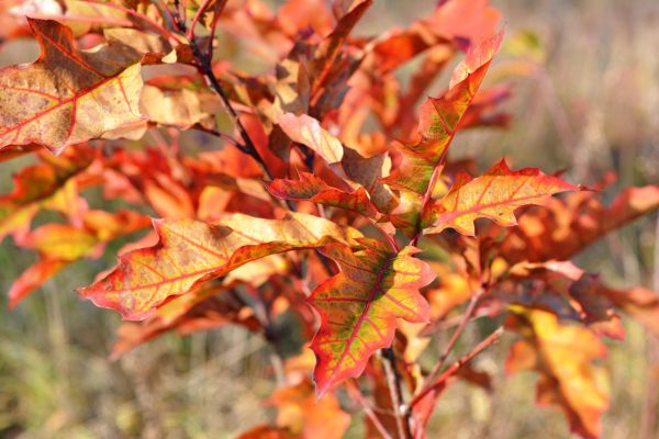 flower,branch,foliage,tree,autumn,leaf