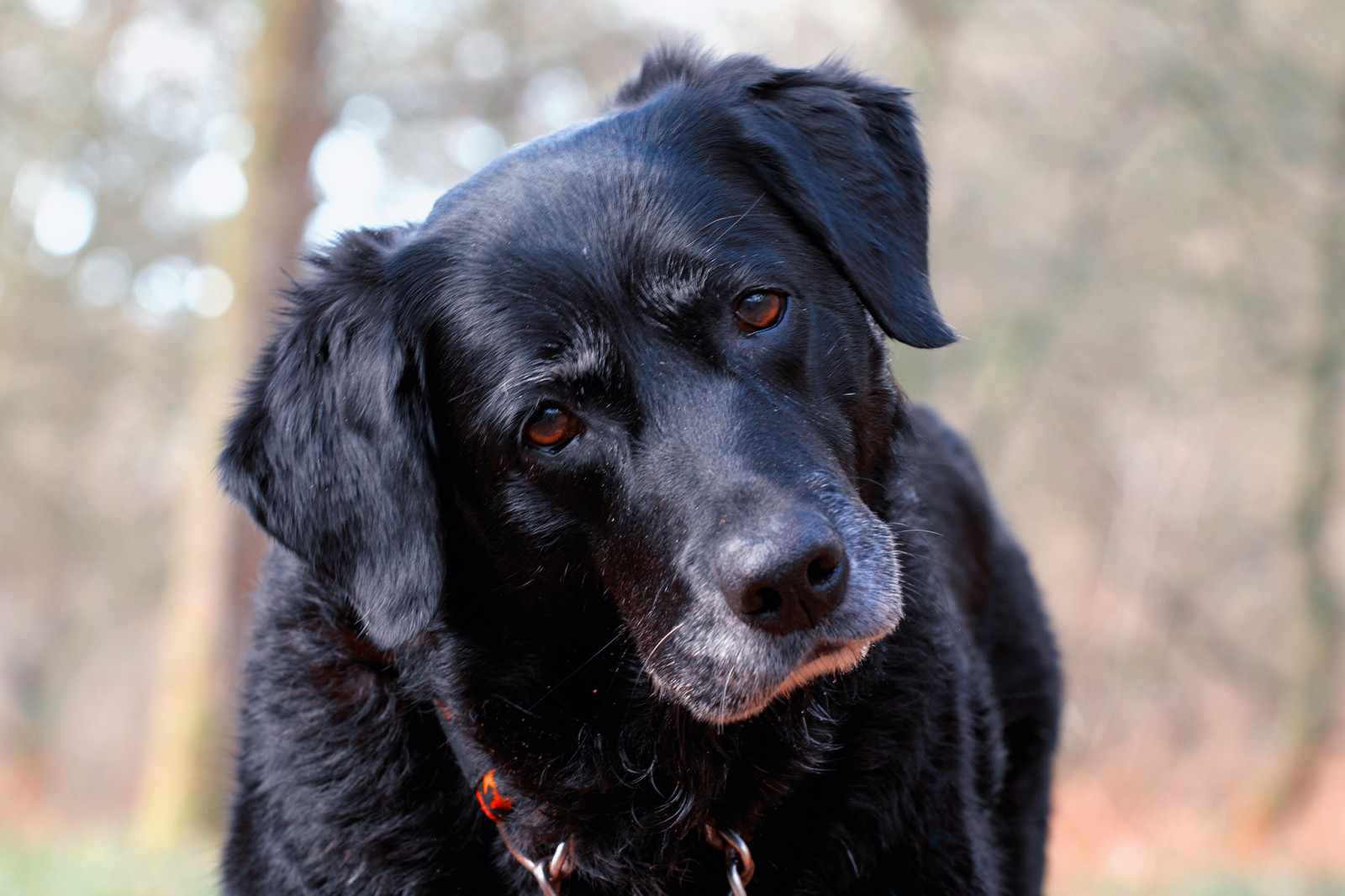 narozeniny, portrét, Pes, domácí zvíře, bílý, Černá, roztomilý, zvíře, detailní, mimo, venku, Skotsko, oči, hledá, bokeh, venkovní, hlava, výraz, uši, Naslouchání, mák, zmatený, zaměřena, Ayrshire, chování, Jižní Ayrshire, riverayr, failford, 10today, ayrgorge, dollydumpling