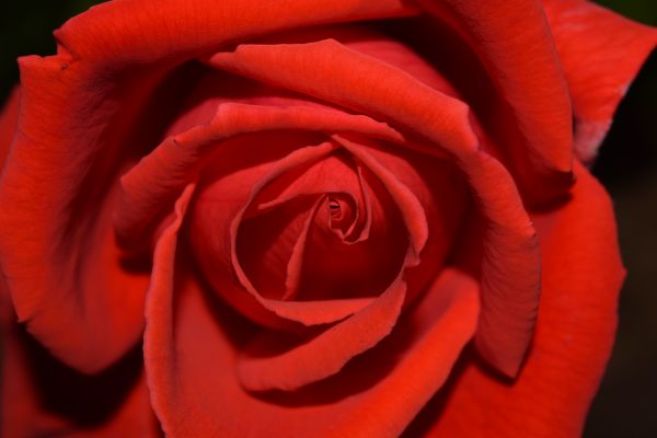 red,petals,rose,pink,flower,plant