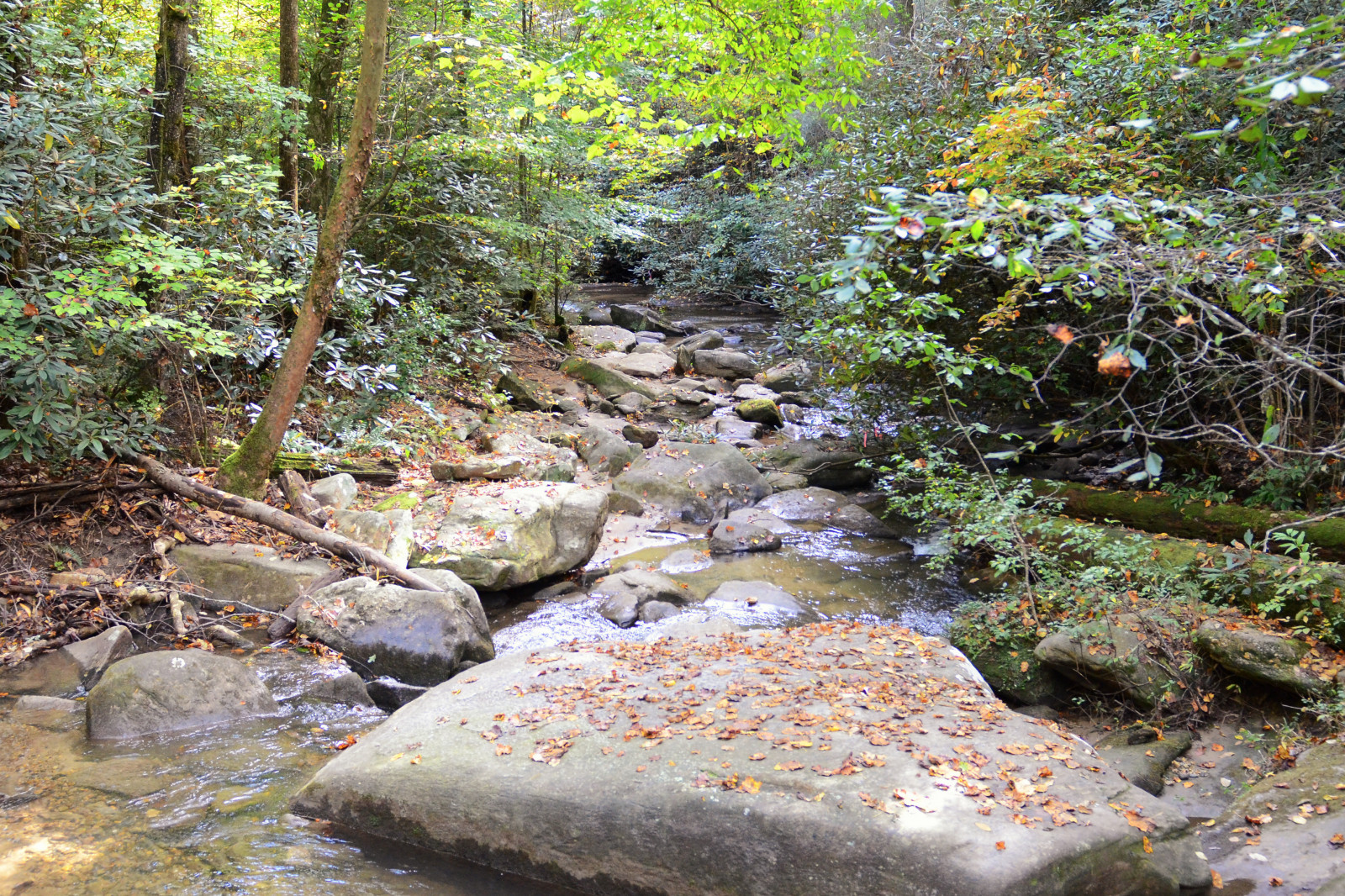 Bäume, Landschaft, Wald, Berge, Wasser, Rock, Natur, Park, draußen, Tabelle, Moos, Fluss, USA, Wildnis, Dschungel, Strom, Wandern, Regenwald, Naturschutzgebiet, Carolina, Baum, Herbst, Blatt, Berg, Wanderung, Pflanze, Wald, uns, Wasserlauf, Süd, Vegetation, Bach, Süd-, Bundesland, Besichtigung, Wald, Alter waldwald, Abscheulich, landeinwärts, Bachbett, Arroyo, Nebenfluss, riparian zone
