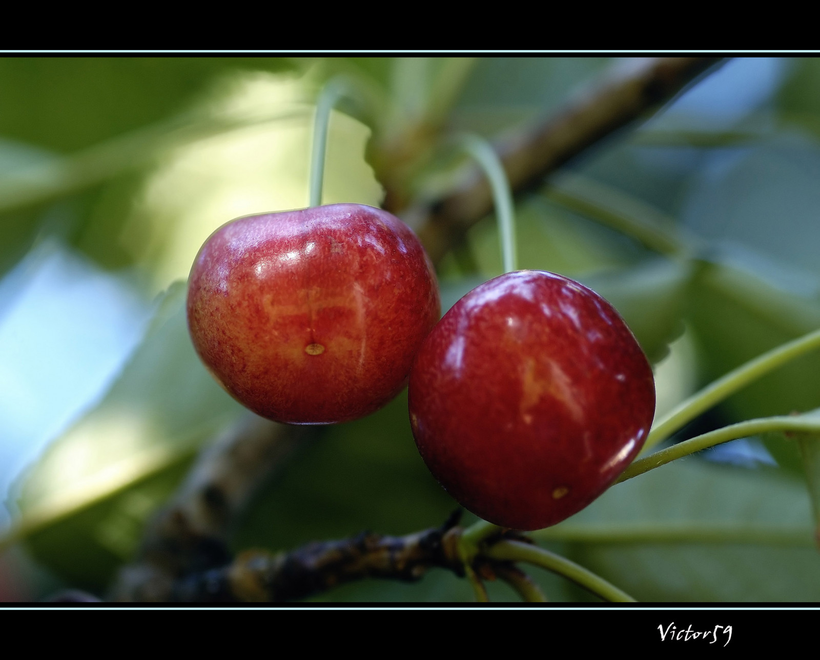 Itálie, Příroda, Červené, makro, ovoce, Nikon, rostlina, bobule, Italia, třešeň, Lazio, rosso, 105mm, abigfave, Soe, natureselegantshots, theunforgettablepictures, Bravo, impressedbeauty, aplusphoto, topf25, blueribbonwinner, nikond70, topf50, flickrslegend, Viterbo, sirvictor59, zblízka, makro fotografie, frutta, Kirschen, worldglobalaward, Malpighia, aceroly, brusinkový, frutti, Ciliege, žaloba, Clikkando, acerola family