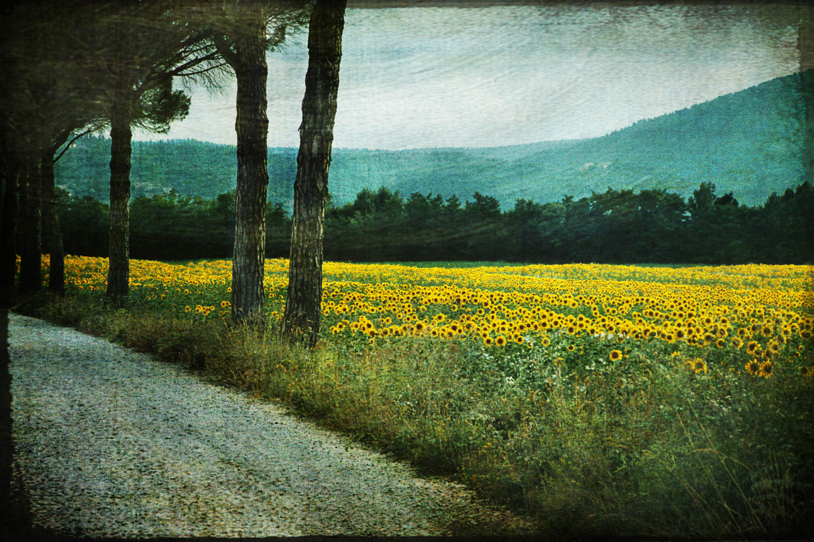 ทานตะวัน, ชาวทัสกัน, sunflowerfield, artsyevie, infinestyle, hourofthediamondlight