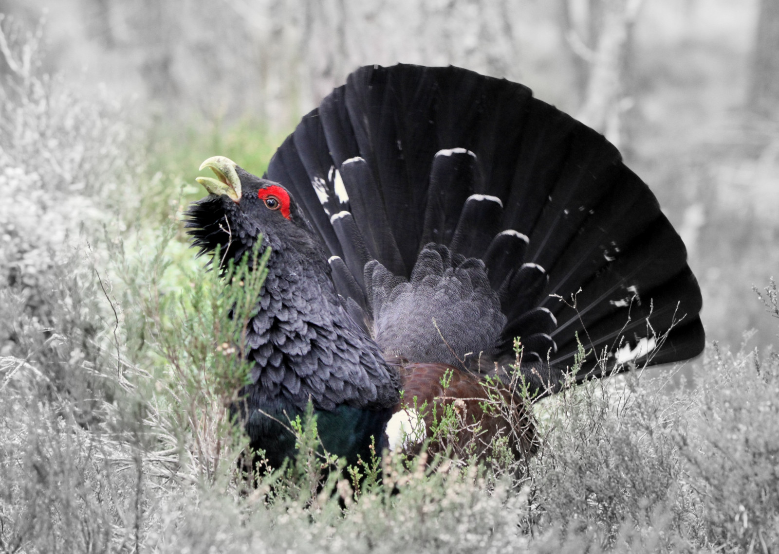 Wallpaper : tetraourogallus, capercaillie, Scotland, highlands, bird
