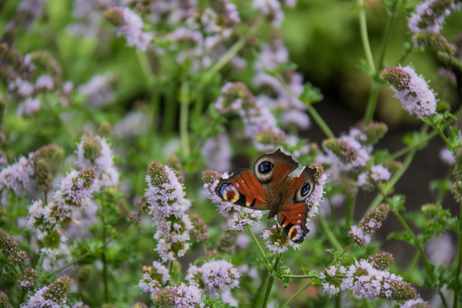 zahrada, Příroda, tráva, motýl, hmyz, Volně žijících živočichů, levandule, květ, květ, rostlina, flóra, Blomma, fj ril, exif modelu canoneos760d, geocountry, Kamera aby kánon, geocity, Model fotoaparátu canoneos760d, geostate, geolocation, EXIF čočka efs18200mmf3556is, EXIF otvor 56, exif focallength 200mm, exif aby kánon, exif isospeed 200, katrinetorp, katrinetorpslanderi, insekt, louka, fauna, divoká rostlina, botanika, zblízka, makro fotografie, bezobratlý, angličtina levandule, včelí med, můry a motýli