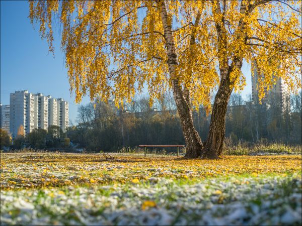 landscape,city,nature,grass,sunlight,Moscow