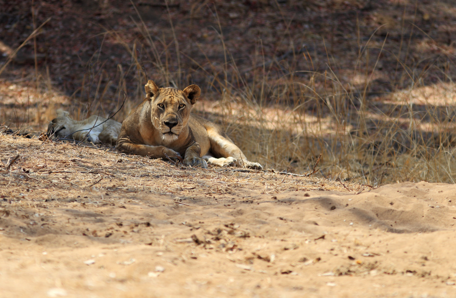landskab, kat, dyr, natur, græs, løve, dyreliv, Afrika, Nationalpark, store katte, ødemark, Lowe, Zambia, 2014, dyr, rejse, kvinde, natur, Safari, 6d, fauna, pattedyr, canoneos6d, afrika, reisen, anymotion, tiere, snude, savanne, katze, økoregion, massailøve, Sambia, løvinde, pantheraleo, southluangwa, Jeg vinder, terrestrial animal