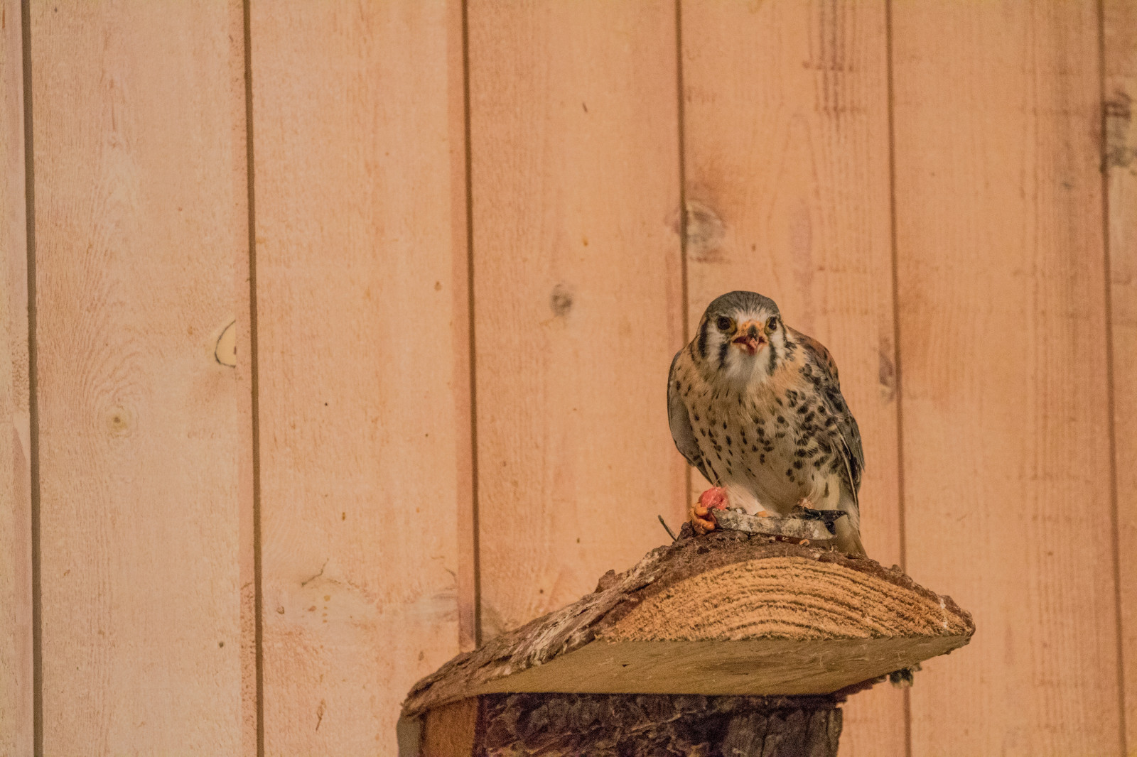 dřevo, Dánsko, Sokol, C, pták, birdofprey, Danmark, exif modelu canoneos760d, geocountry, Kamera aby kánon, geocity, Model fotoaparátu canoneos760d, geostate, geolocation, EXIF otvor 56, exif aby kánon, exif isospeed 6400, EXIF ef70300mmf456lisusm čočka, exif focallength 300mm, rovf gel, falkonerg rden, falkonergaarden, Falk, poštolka pestrá, falcosparverius, sparvfalk, křídlo, prohlížení pták