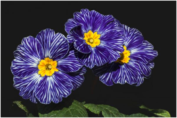 garden,spring,flower,plant,eye,pansy