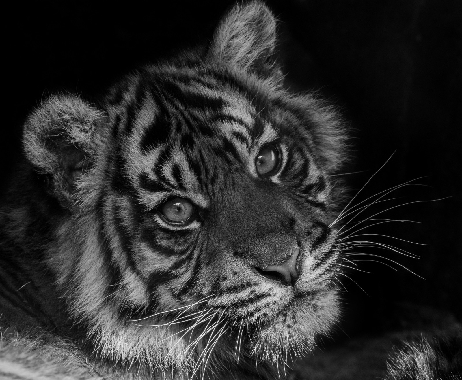 tvář, Černá, černobílý, fotografování, tygr, Volně žijících živočichů, Nikon, srst, velké kočky, kníry, hlava, oko, fauna, savec, d5300, Černý a bílý, monochromatické fotografování, zblízka, kočka jako savci, čenich, carnivoran, organismus, burgerszoo, itsazoooutthere, Sumatrantiger, Tijger, Pantheratigrissumatrae, Sumatraansetijger, Tigredesumatra, terrestrial animal