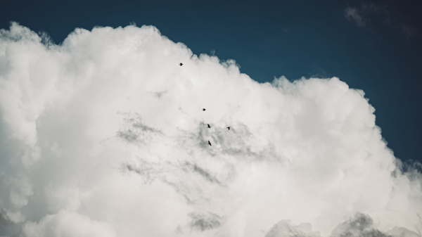 photography,nature,clouds,birds,outdoors,sky
