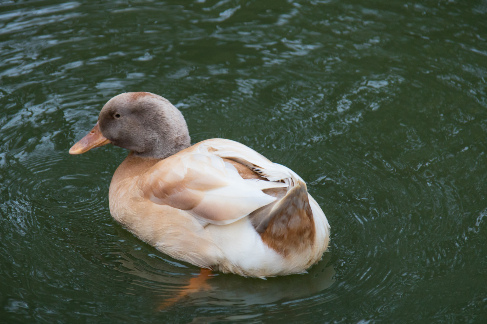 voda, Příroda, Volně žijících živočichů, kachna, zobák, divoká kachna, pták, parku Stadsparken, Trelleborg, f gel, fauna, vodní ptáci, kachna, obratlovců, vodní pták, kachen, hus a labutě, seaduck