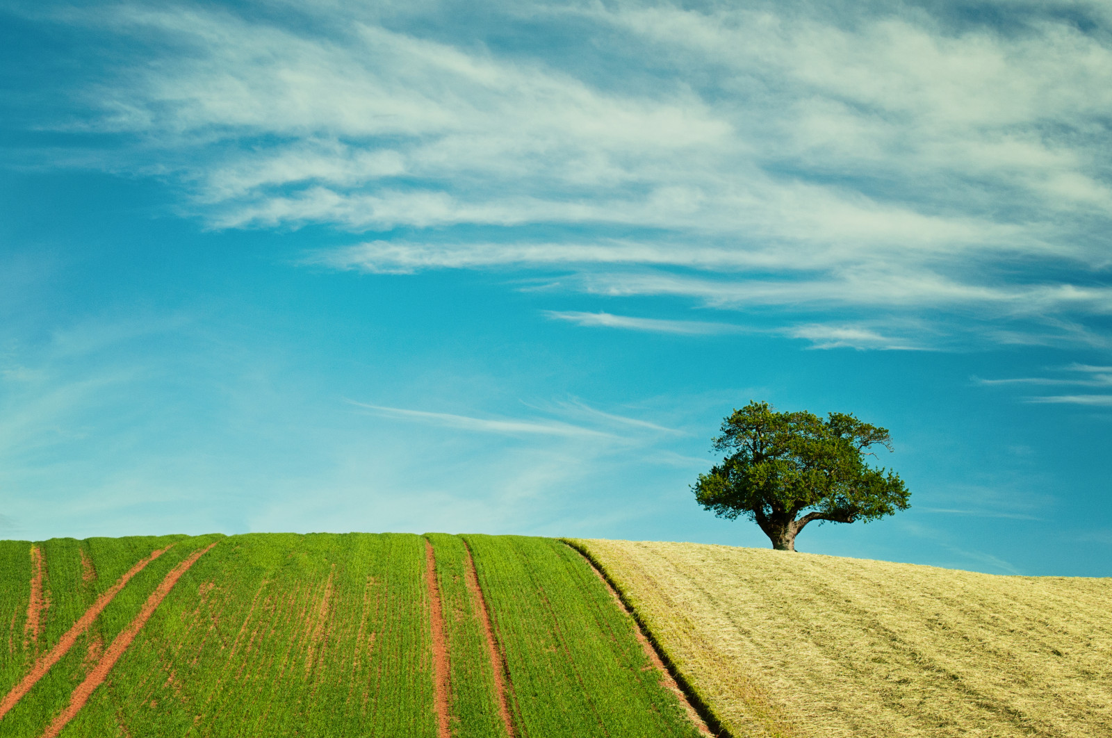 Wallpaper tree, landscape, countryside, Devon, britishcountryside