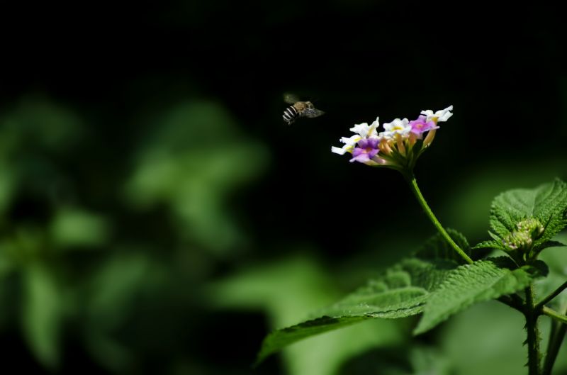 bloem,macro,natuur,detailopname,Bij,blad
