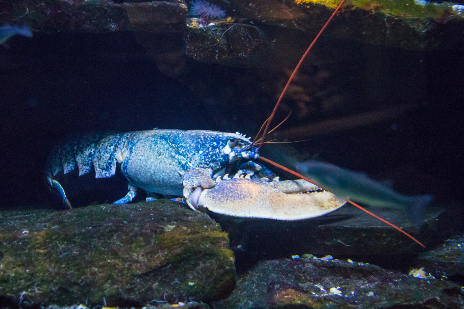 jídlo, Ryba, Německo, plody moře, akvárium, Berlín, kdo bzučí, biologie, Německo, deutschland, aquariumberlin, akvarium, berlineraquarium, humr, fauna, bezobratlý, mořská biologie, hlubinné ryby