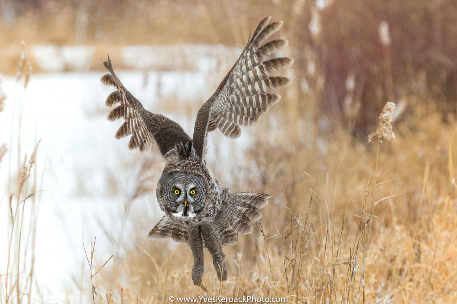 natura, champs, uccello, oiseau, inverno, greyowl, refugefauniquemargueritedyouville, chouettelapone, hiver, ilestbernard, inflight, Canada, Envol, Quebec, yvesk roack, campo