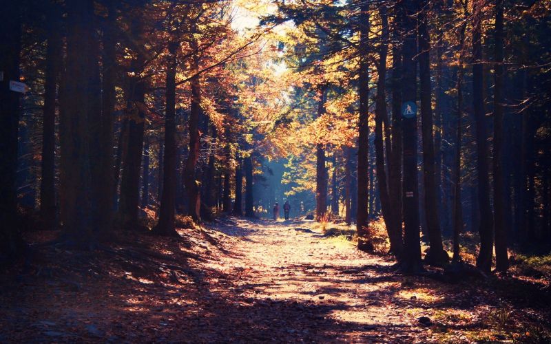 luce del sole, foresta, notte, natura, inverno, ramo luce del sole, foresta, notte, natura, inverno, ramo