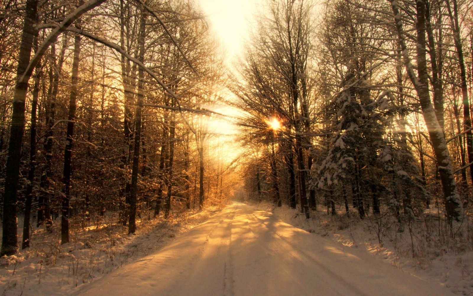 Wallpaper sunlight, trees, landscape, sunset, nature, sky, snow