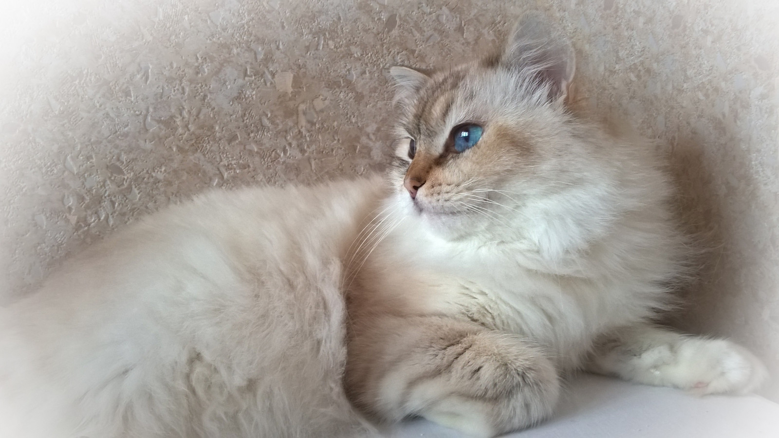 Katze, Nase, Whiskers, Haut, Säugetier, Wirbeltier, Katze wie Säugetier, Kleine bis mittelgroße Katzen, Fleischfresser, Häusliche kurzhaarige Katze, Häusliche langhaarige Katze, Norwegische Waldkatze, 3264x1840 px, sibirisch, Birman, Ragdoll, Britisches halb Langhaar