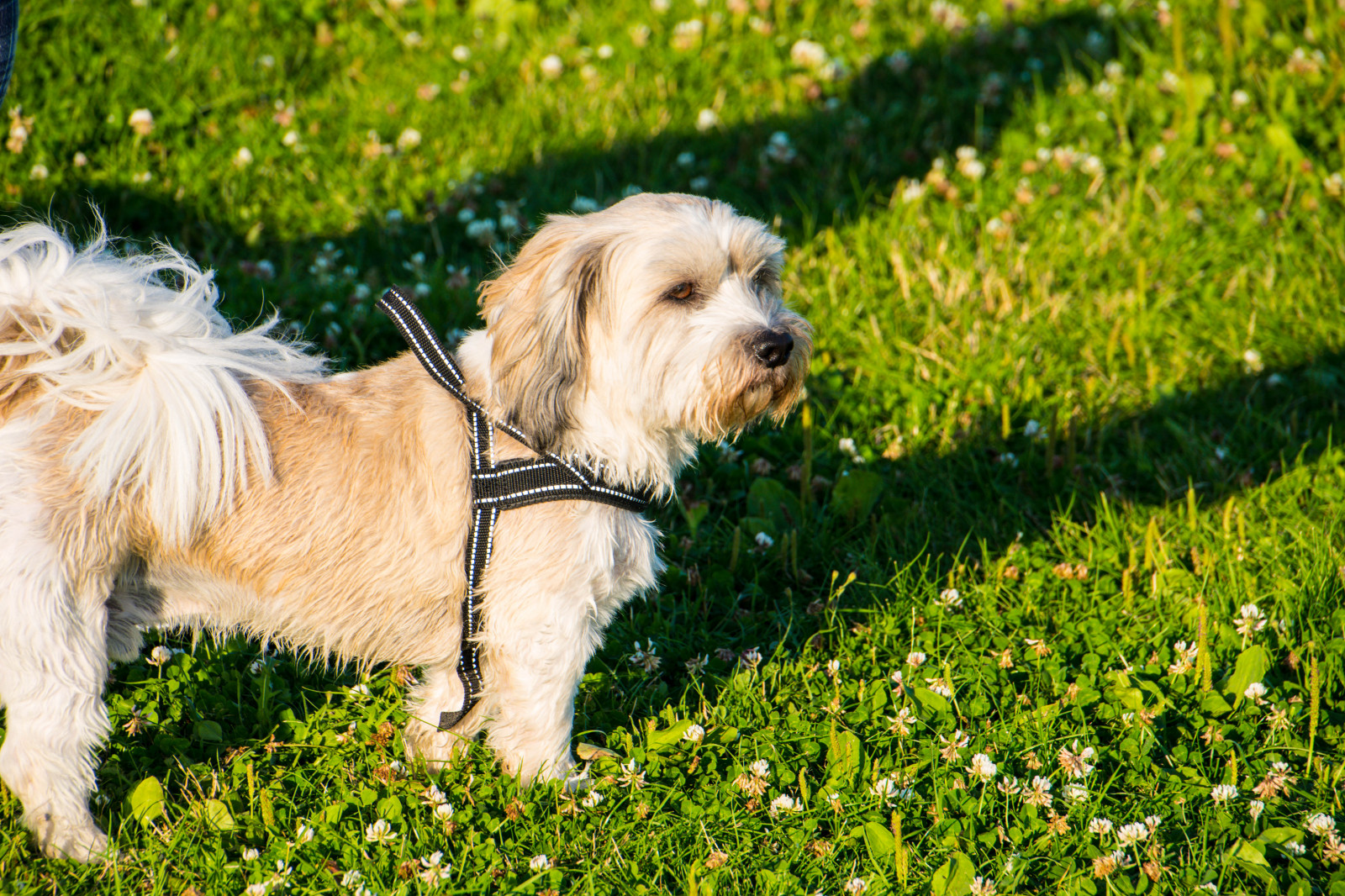 Sonnenlicht, Stadt, Natur, Gras, Himmel, Silhouette, Hund, Sonne, Sommer-, Schweden, Europa, Haustier, Sverige, Tier, Blume, draussen, Stadtblick, Welpe, Sk nel n, Se, Ribersborg, Ribban, Siluett, Hund, Malmo, Sundspromenaden, Hunde, Säugetier, Rasen, Wirbeltier, Hund wie Säugetier, Hund Kreuzungen, Hunderasse, Cavachon, Havanese, Lhasa Apso, Norfolk terrier, Schlucht von Imaal Terrier, Morkie, Schnoodle, Cockapoo, Dandie dinmont terrier, Ich wich, Tibetischer terrier, Pudelkreuzung