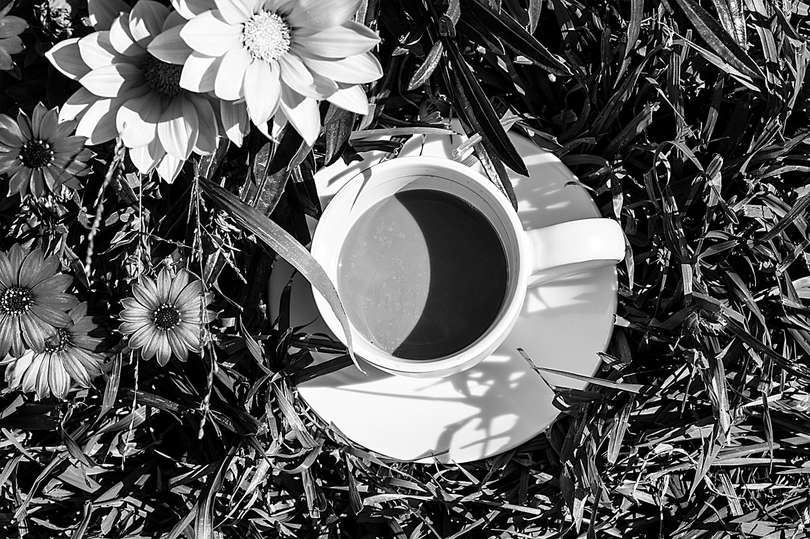 ขาวดำ, ดอกไม้, ธรรมชาติ, หญ้า, สาขา, กาแฟ, ถ้วย, ต้นไม้, ดอกไม้, ปลูก, ดำขาว, พืช, โครงการ 365, nikond750, highcontrast, primelens, afsnikkor50mm118g, ดำและขาว, ถ่ายภาพขาวดำ, odc, osteospermum, ถ่ายภาพนิ่ง, วัชพืช, 7daysofshooting, แอฟริกา, blackandwhitewednesday, สัปดาห์ที่ 35, morningcoffeeafternoontea, Gazanias, สิ่งที่ต้องทำ, stock photography