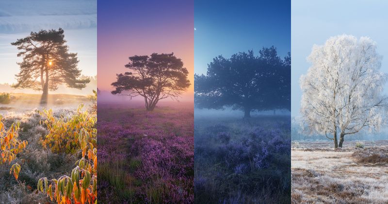 natuur,landschap,winter,sneeuw,bomen,de lente