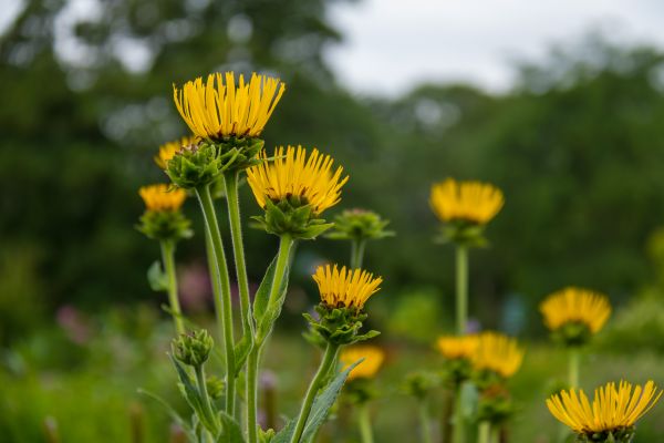 nature, grass, field, green, yellow, dandelion