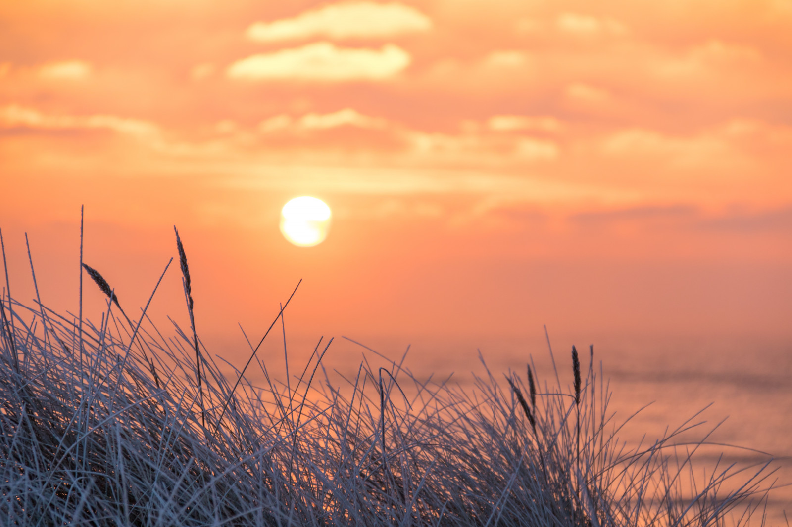แสงแดด, พระอาทิตย์ตก, ทะเล, ธรรมชาติ, การสะท้อน, หญ้า, ท้องฟ้า, ฤดูหนาว, ฟิลด์, พระอาทิตย์ขึ้น, หนาว, ตอนเย็น, เช้า, น้ำค้างแข็ง, ดวงอาทิตย์, ขอบฟ้า, พลบค่ำ, Rime, เมฆ, รุ่งอรุณ, Vinter, kallt, Skateholm, rimfrost, ทุ่งหญ้า, ปรากฏการณ์บรรยากาศ, สายัณห์, วัตถุดาราศาสตร์, ครอบครัวหญ้า