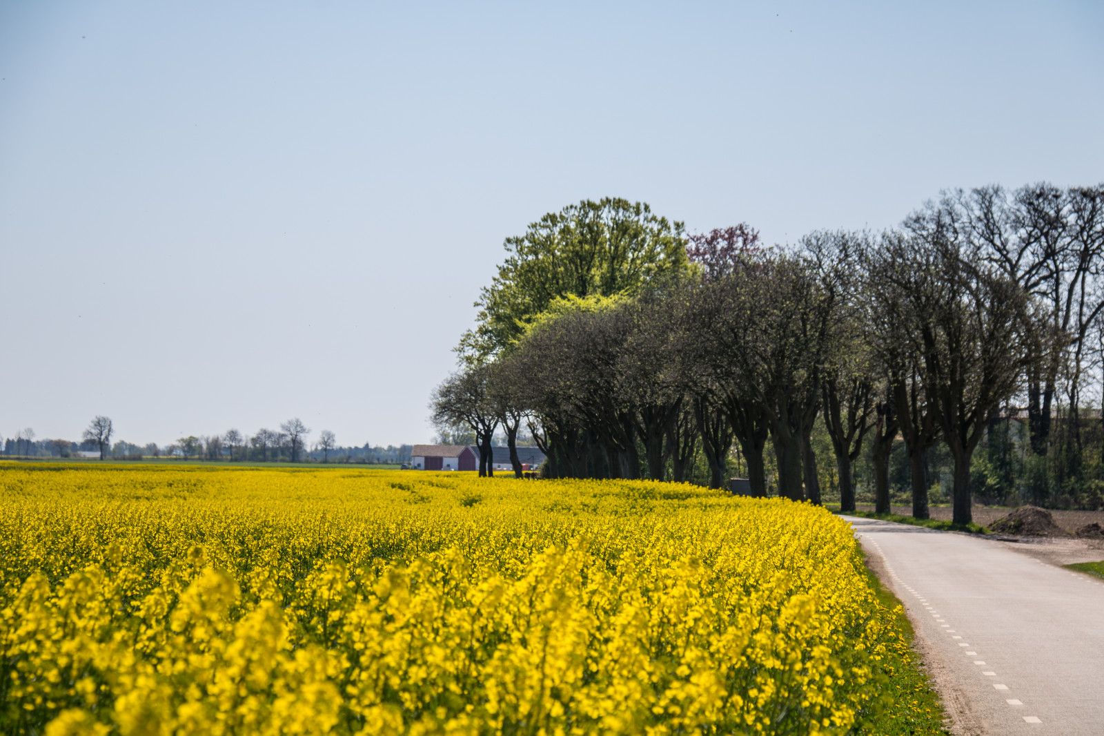 krajina, jídlo, tráva, nebe, pole, žlutý, ráno, horizont, řepkového, strom, květ, rostlina, venkov, landsbygd, nárazy, gul, f lt, s dersl tt, landskap, řepka, zemědělství, louka, prérie, venkov, vyrobit, suchozemská rostlina, kvetoucí rostlina, tráva rodina, zeleninový, brassica, hořčice závod