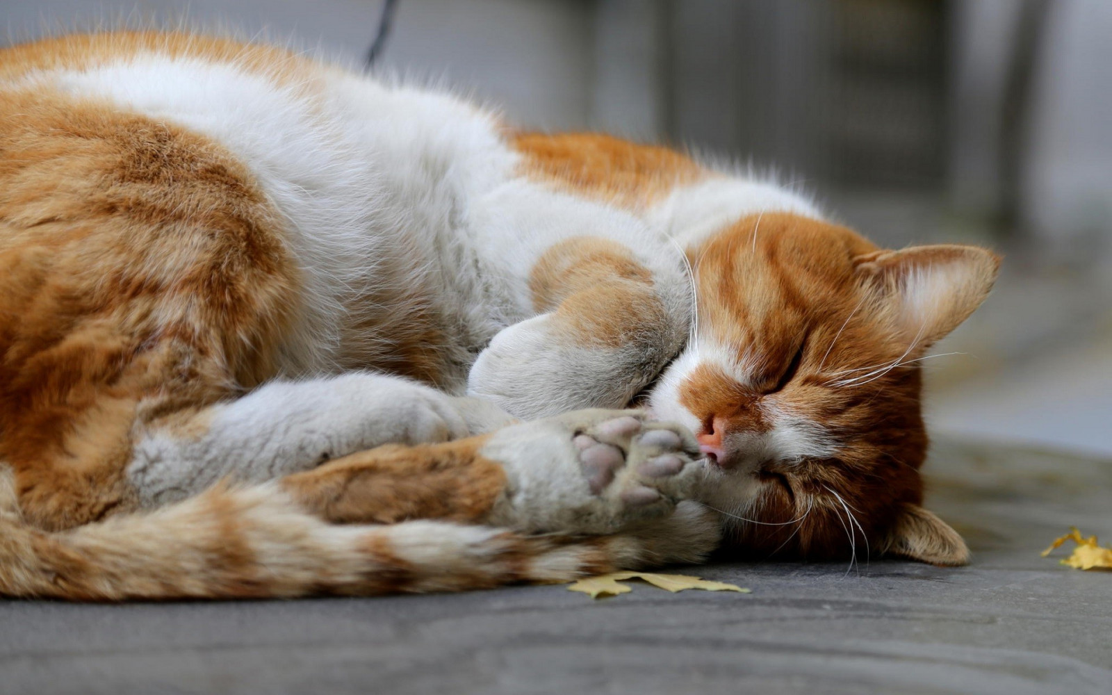 gatto, animali, addormentato, naso, barba, pisolino, gatti, gattino, mammifero, 1920x1200 px, vertebrato, gatto come mammifero, di piccole e medie dimensioni gatti, tabby cat