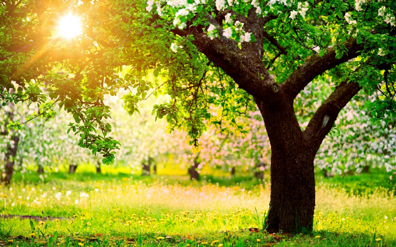 2560x1600 px, campo, césped, paisaje, Minimalista, relajarse, primavera, Sol, árbol