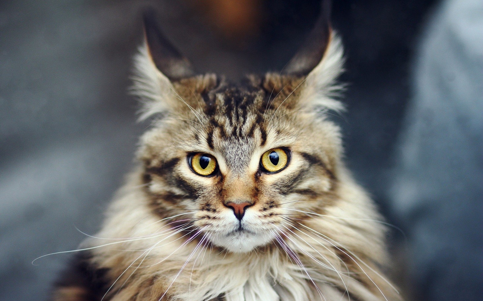 แมว, สัตว์, สัตว์ป่า, เครา, Maine Coon, แมวป่า, แมว, ลูกแมว, สัตว์ป่า, สัตว์เลี้ยงลูกด้วยนม, 1920x1200 px, สัตว์มีกระดูกสันหลัง, ใกล้ชิด, แมวเหมือนสัตว์เลี้ยงลูกด้วยนม, แมวขนาดเล็กถึงขนาดกลาง, แมวป่านอร์เวย์