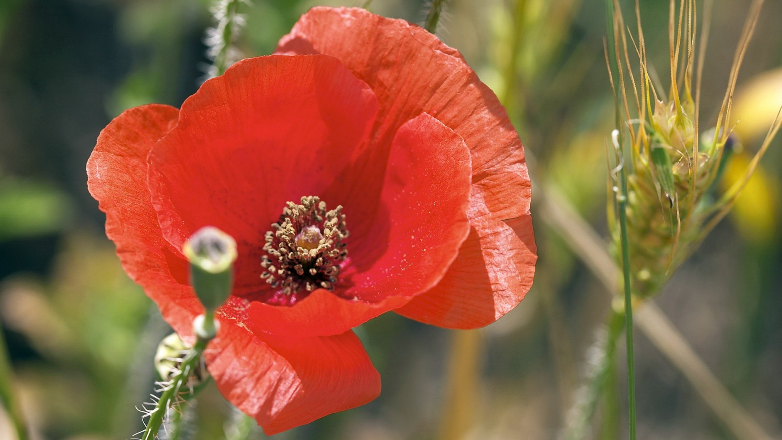 květiny, Příroda, Červené, červené květy, květ, vlčí mák, květ, rostlina, mák, flóra, okvětní lístek, divoká rostlina, coquelicot, botanika, suchozemská rostlina, kvetoucí rostlina, zblízka, makro fotografie, závod stonek, mák rodina