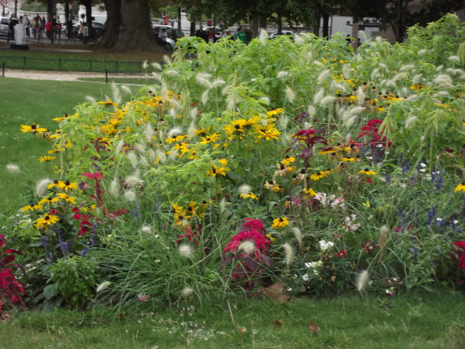 jardim, natureza, construção, Paris, quintal, flor, jarda, plantar, flora, Prado, flores silvestres, gramado, botânica, Planta de terra, Planta de florescência, arbusto, Planta anual, Família da margarida