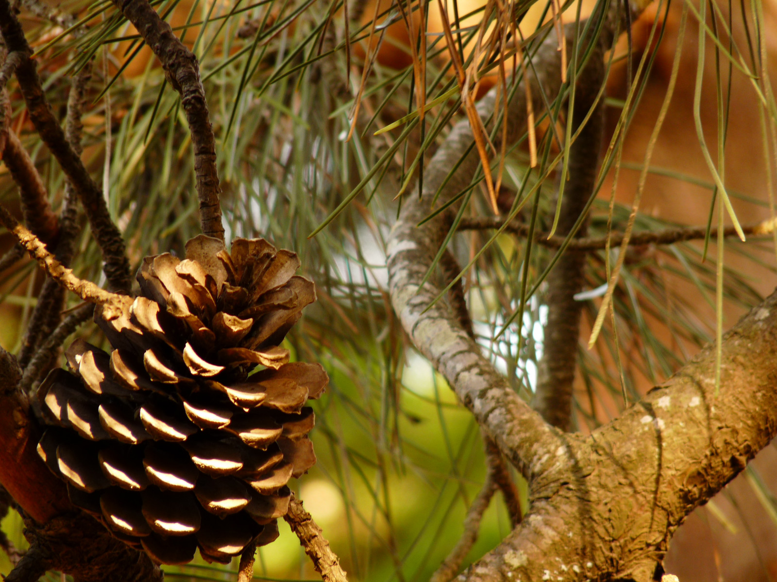 větev, smrk, jedle, Argentina, Google, aréna, jehličnatý strom, slunce, dovolená, YAHOO, strom, flickr, rostlina, naturaleza, mar, playa, borovice, Turismo, vacaciones, viajes, tn, větvička, biome, modřín, Noviembre, borovice rodina, clima, Pinamar, Veselá neděle, jehličnan kužel, Springbreak, Buenos Aires, Pinas, Zaregistruj se, lindodomingo, Findesemanalargo