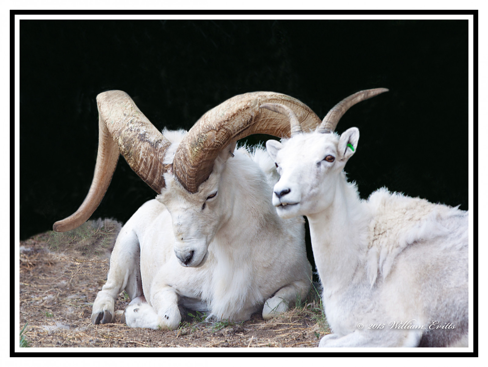 montagne, animali, corna, natura, Canone, Canada, capre, pecora, America, bestiame, capra, NGC, fauna, grande, Nord America, corno, grugno, bestiame come mammifero, famiglia capra mucca, capra di montagna, grande corno, Barbary sheep, argali, Oviscanadensis, terrestrial animal, goat antelope