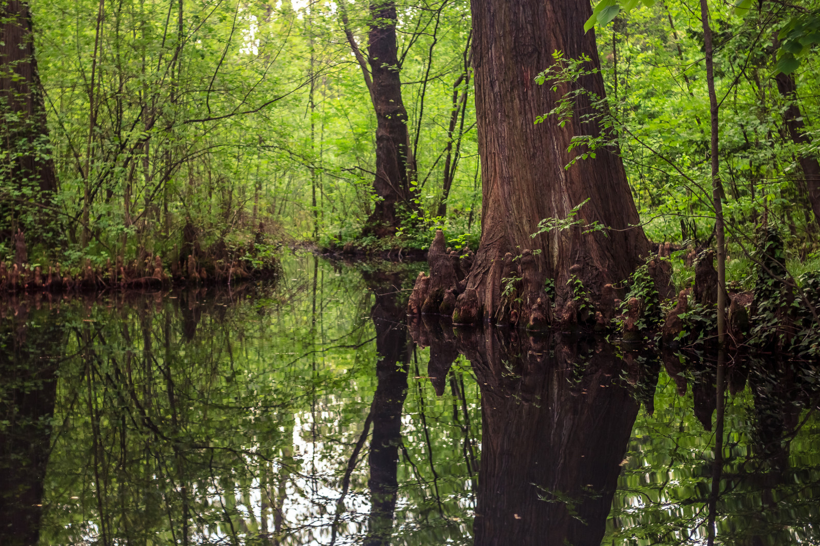 les, Příroda, větev, Rumunsko, zelená, divočina, džungle, 35MM, bažina, deštný prales, mokřadní, Carl, strom, podzim, list, rostlina, Zeiss, M42, bayou, zálesí, Sorin, Mutu, mutusorin, místo výskytu, přírodní prostředí, dřevina, geografický rys, ekosystém, mírné jehličnatý les, biome, prales, smíšený les, opadavý, jenna, lužní les, flektogon, F24