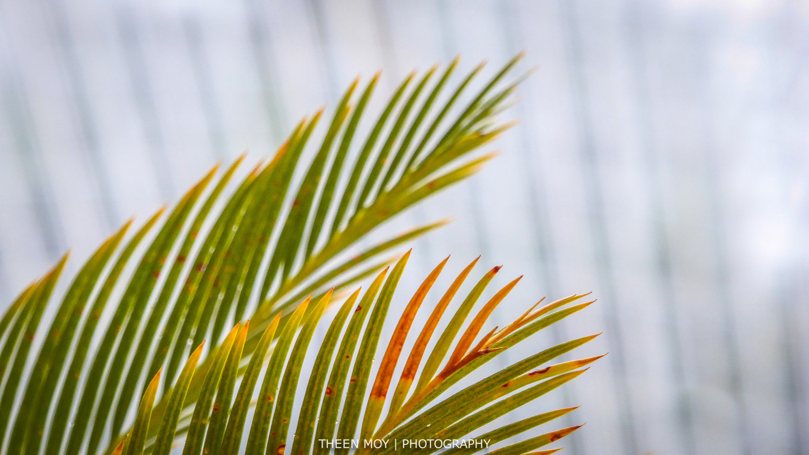 สีขาว, สีแดง, หญ้า, พืช, สีเขียว, สีเหลือง, กระจก, โลหะ, ร้อน, bokeh, ทอง, แอดิเลด, ต้นไม้, ทอง, ใบไม้, ปลูก, lumix, ใกล้ชิด, การถ่ายภาพมาโคร, ครอบครัวหญ้า, ต้นกำเนิด, arecales, theen, ใบไม้, botanicgardens, ต้นปาล์ม, เรือนกระจก, ปรง, dreid, bicentennialconservatory