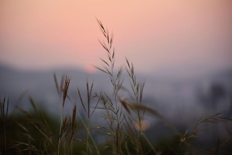 sunlight, leaves, sunset, nature, grass, sky sunlight, leaves, sunset, nature, grass, sky